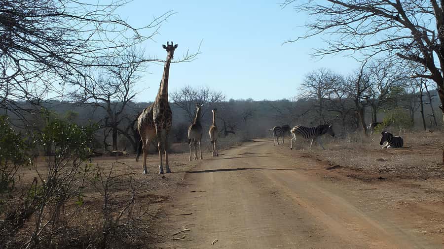 Kruger National Park Game Drive (Half-Day PM) - Setting out into Kruger in an open vehicle