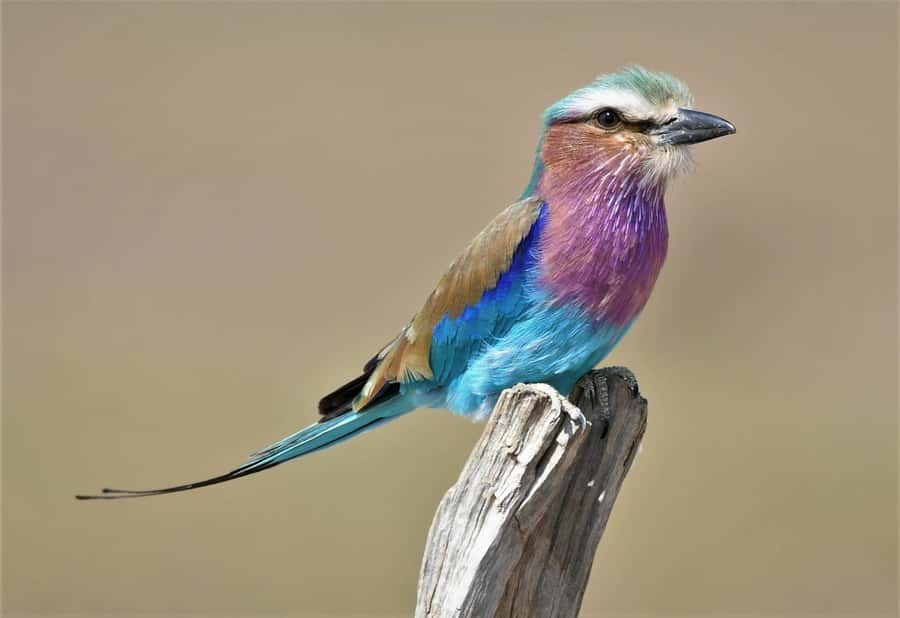 Kruger National Park half day - Who will enjoy this Kruger outing?