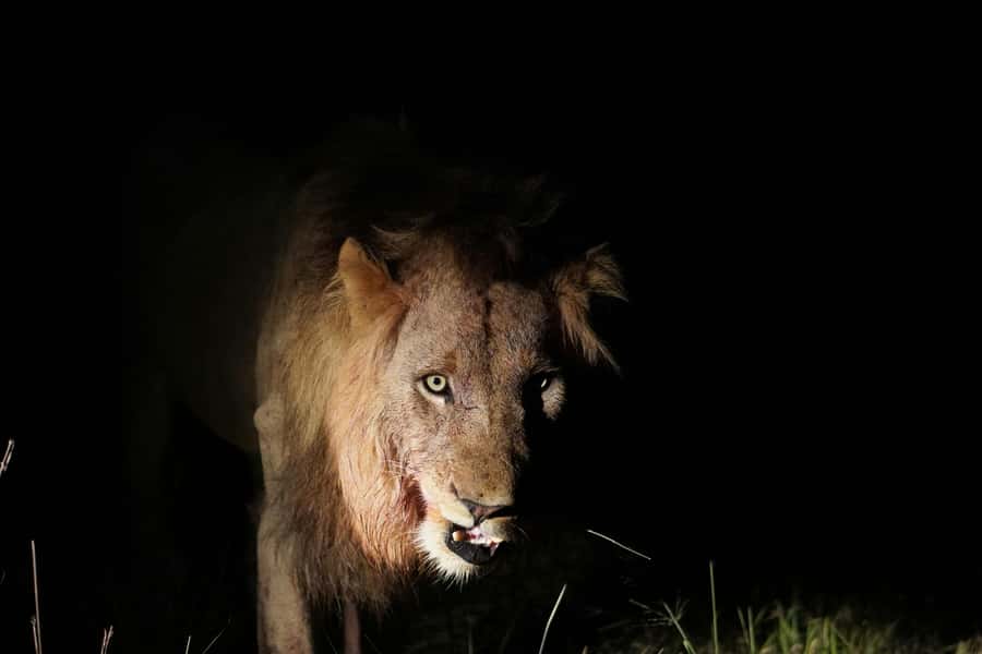 Kruger National Park half day - Pickup is the biggest practical concern