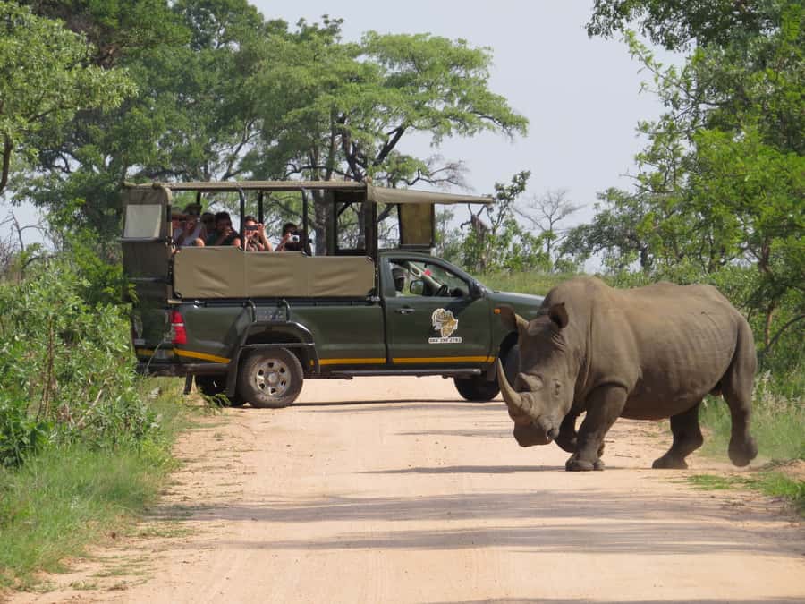 Kruger National Park: Morning Safari - Key points to know before booking