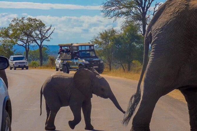 Kruger National Park Morning Safari 2 people minimum - Booking, cancellations, and practical conditions