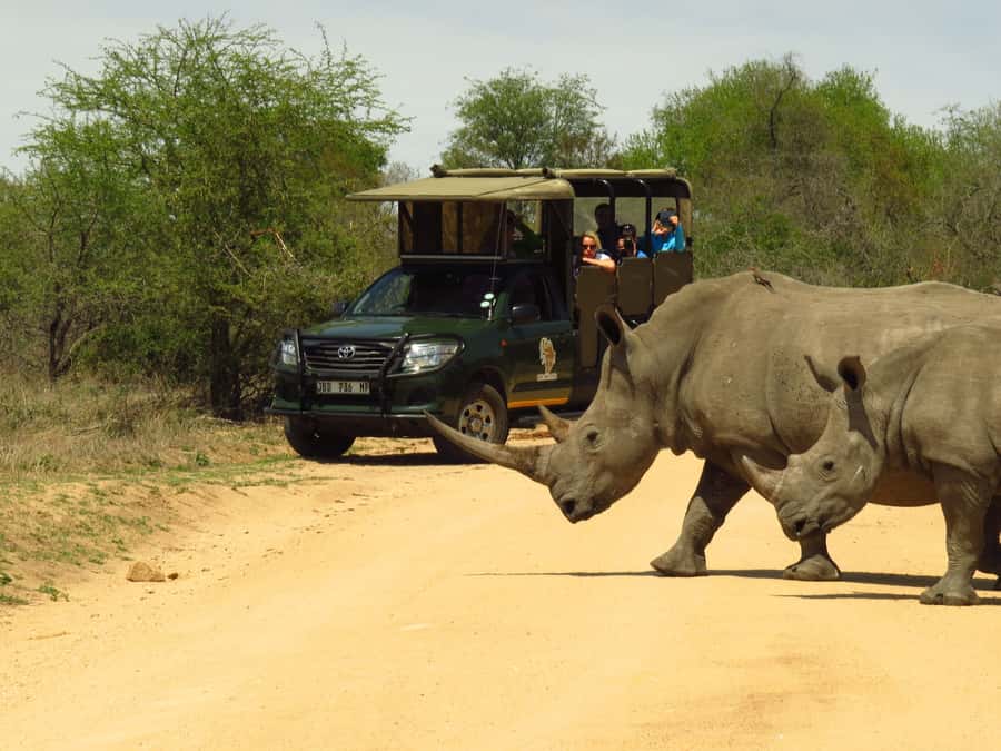 Kruger National Park: Morning Safari - Starting early inside Kruger National Park