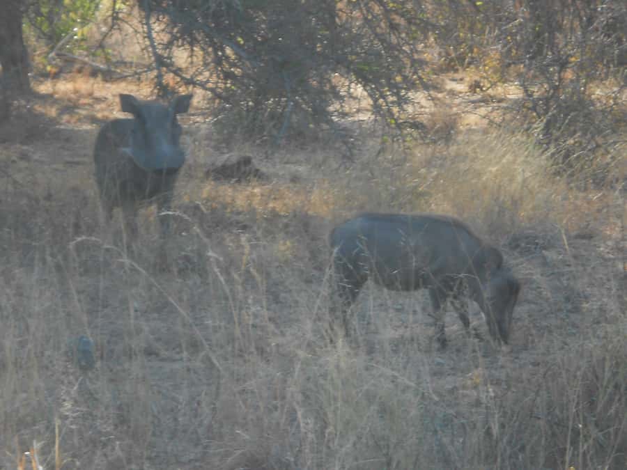 Kruger National Park Morning Safari - More than animals: birds, trees, and bush knowledge