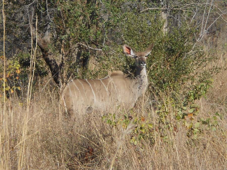 Kruger National Park Morning Safari - Human history in the park