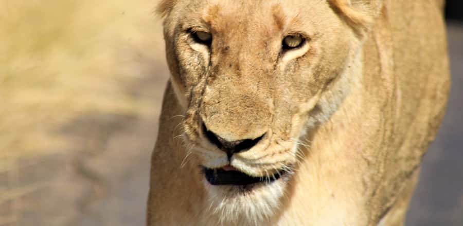 Kruger National Park Morning Safari - Weather and wildlife can change the plan