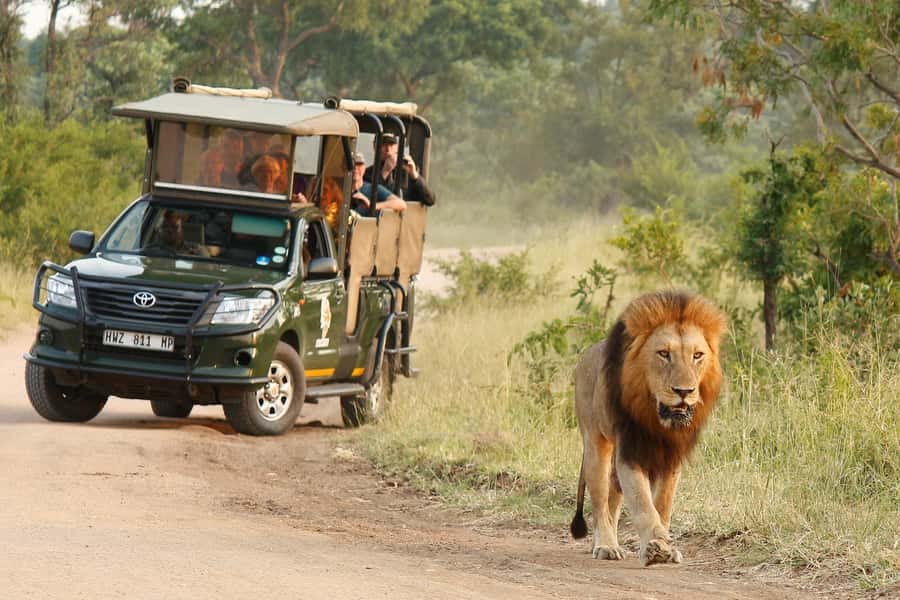 Kruger National Park Morning Safari - The first hours in the Kruger bush