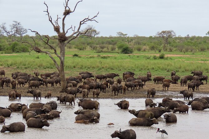 Kruger National Park - Private full day Safari trip. - Why this private Kruger day works