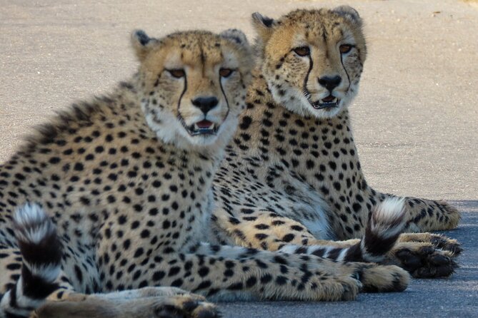 Kruger National Park - Private full day Safari trip. - Nine hours among Kruger’s animals