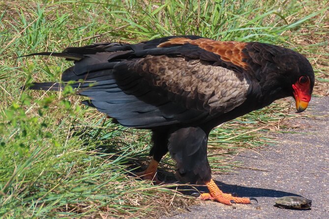Kruger National Park - Private full day Safari trip. - Why the guide matters more than the vehicle