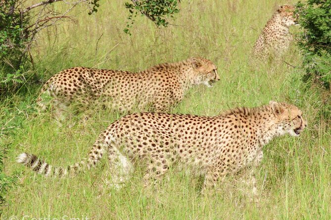 Kruger National Park - Private full day Safari trip. - What the $166.79 price really covers