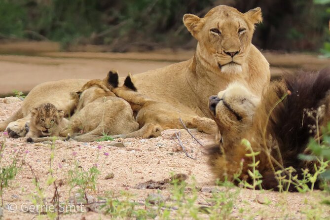 Kruger National Park - Private full day Safari trip. - Comfort, timing, and what to bring
