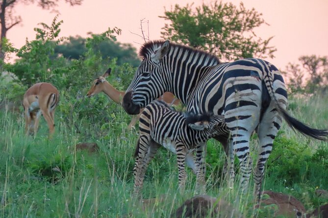 Kruger National Park - Private full day Safari trip. - Booking, cancellation, and weather details