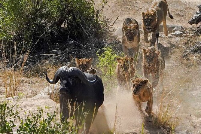Kruger National Park - Private full day Safari trip. - The Big Five, with realistic expectations