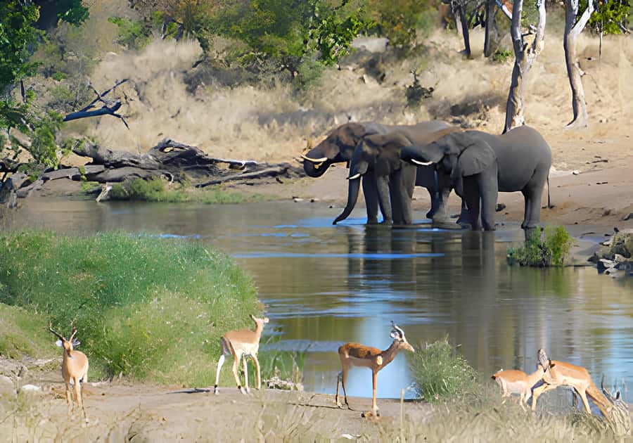 Kruger National Park Safari (Full Day) - Key points to know before booking