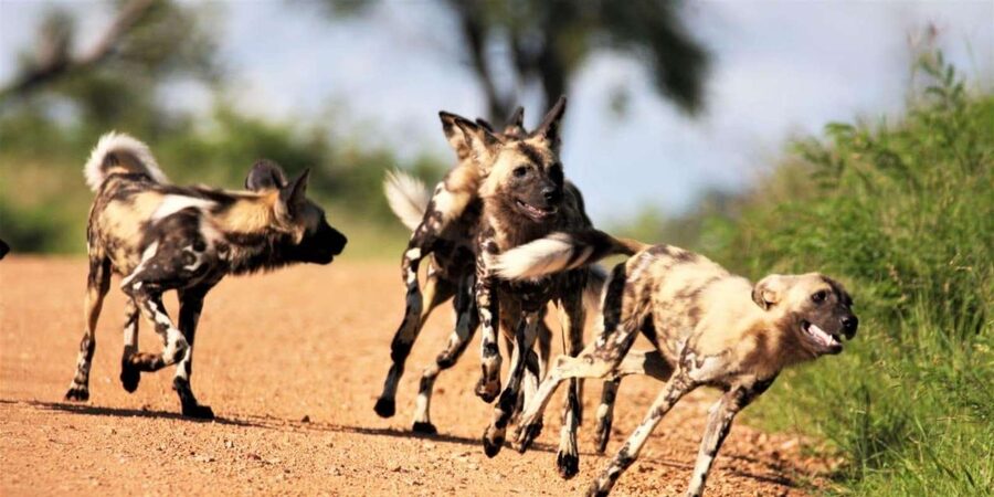 Kruger National Park Safari (Full Day) - Should you book the Kruger full-day safari?