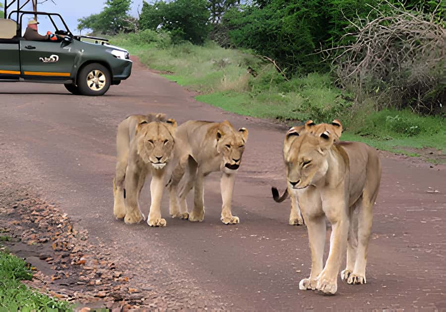 Kruger National Park Safari (Full Day) - Entering Kruger in an open vehicle