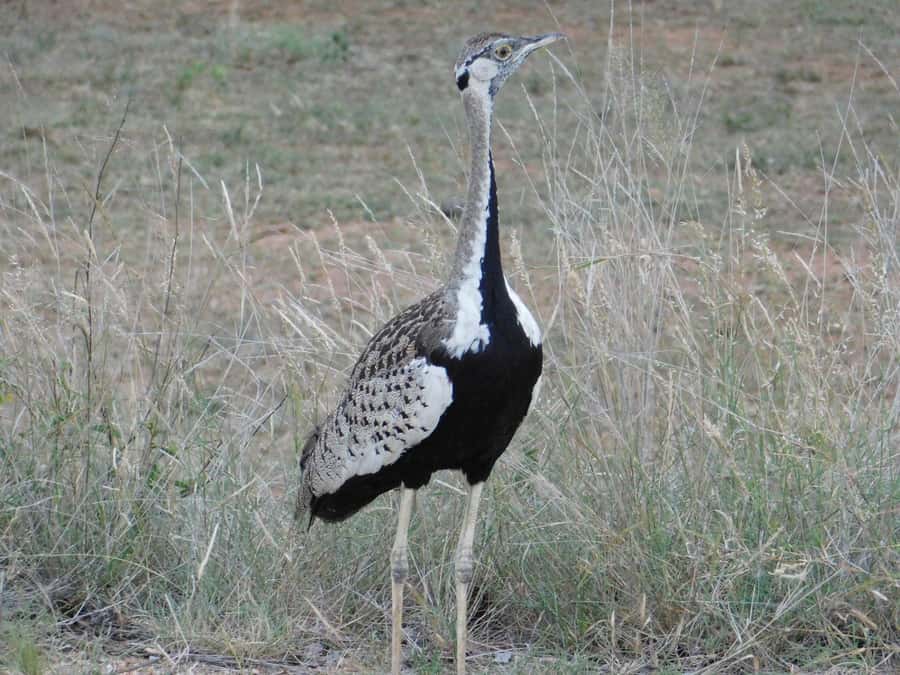 Kruger National Park Safari (Full Day) - Food, water, and the real cost