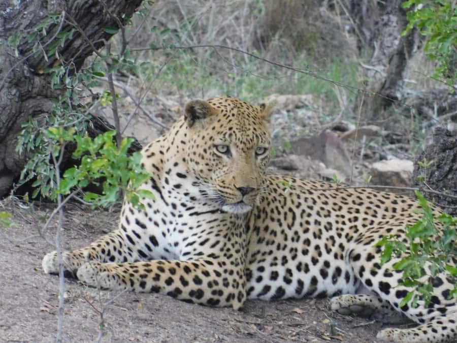 Kruger National Park Safari (Full Day) - Who will enjoy this safari most