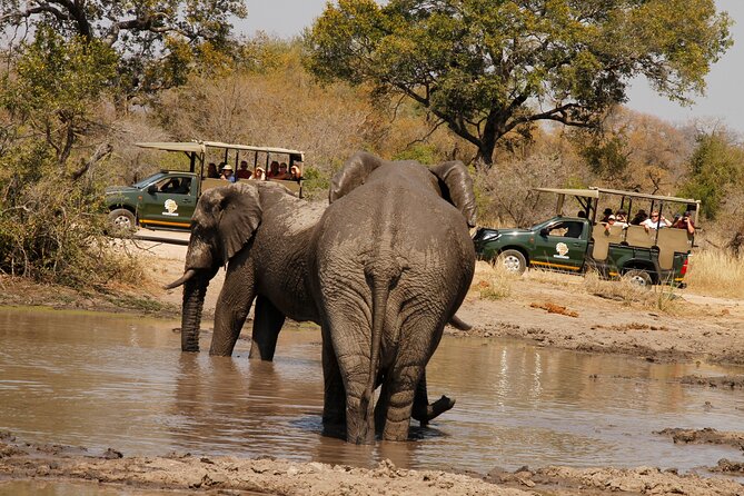 Kruger National Park sunrise Morning Private safari - Six hours of searching for the Big Five