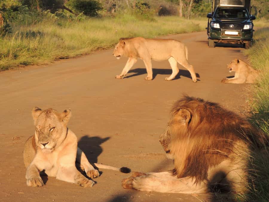 Kruger National Park: Wildlife-Watching Safari - Key points before you book