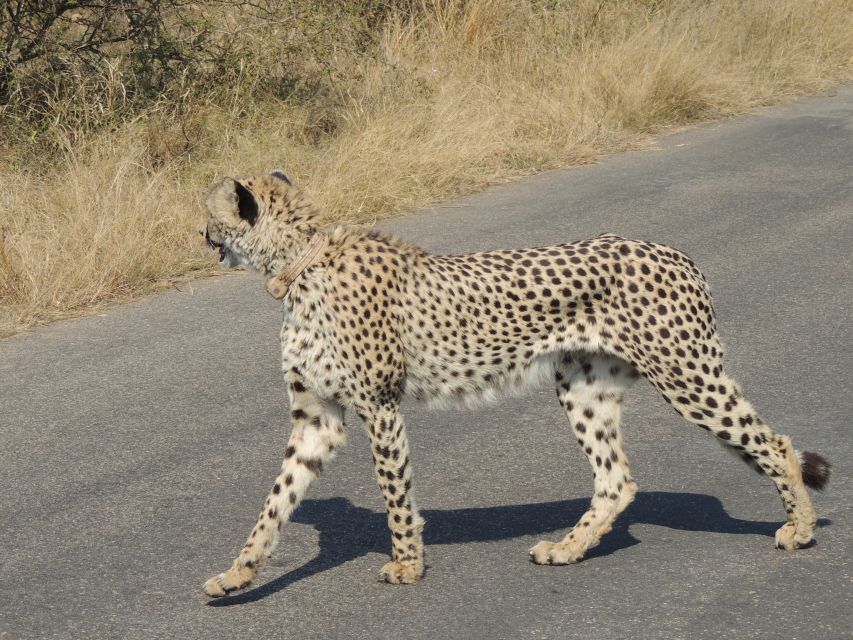 Kruger National Park: Wildlife-Watching Safari - Should you book this Kruger game drive?
