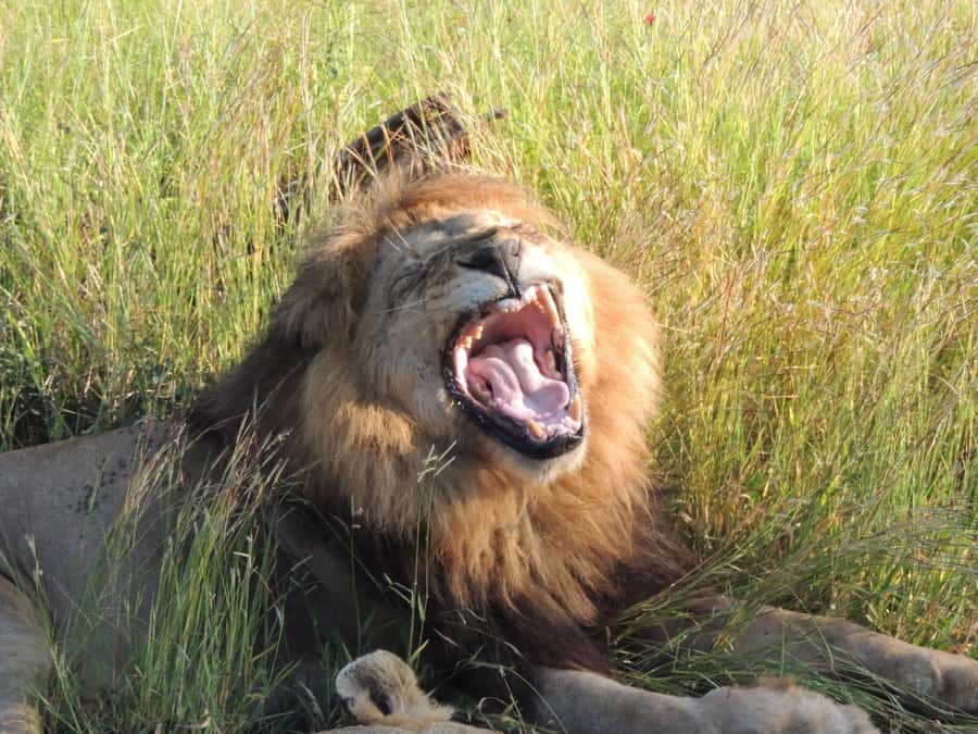 Kruger National Park: Wildlife-Watching Safari - A 5 am start for Kruger’s first light