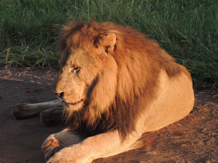 Kruger National Park: Wildlife-Watching Safari - Searching for lions, cheetahs, and the leopard that got away