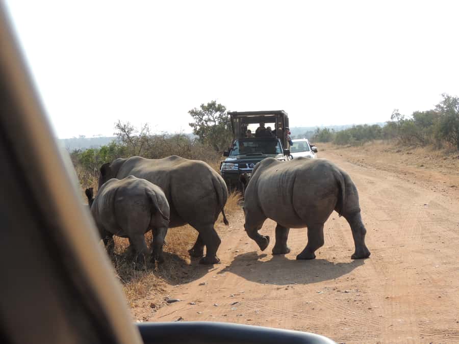 Kruger National Park: Wildlife-Watching Safari - The value of a small vehicle and an open view