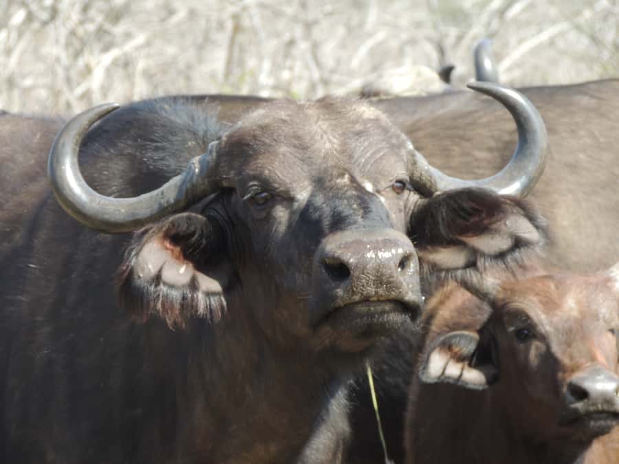Kruger National Park: Wildlife-Watching Safari - Pickup, meeting point, and the extra park fee