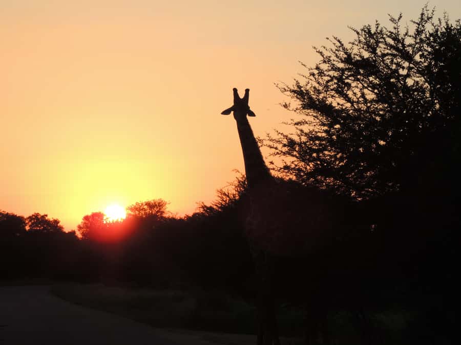 Kruger National Park: Wildlife-Watching Safari - What to bring for a comfortable drive
