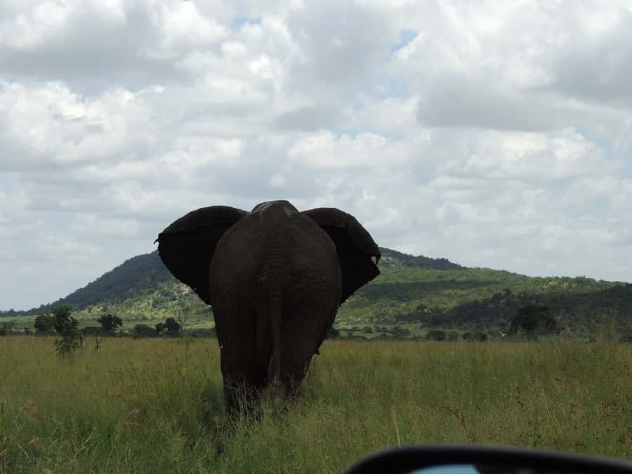 Kruger National Park: Wildlife-Watching Safari - How this compares with a self-guided park visit
