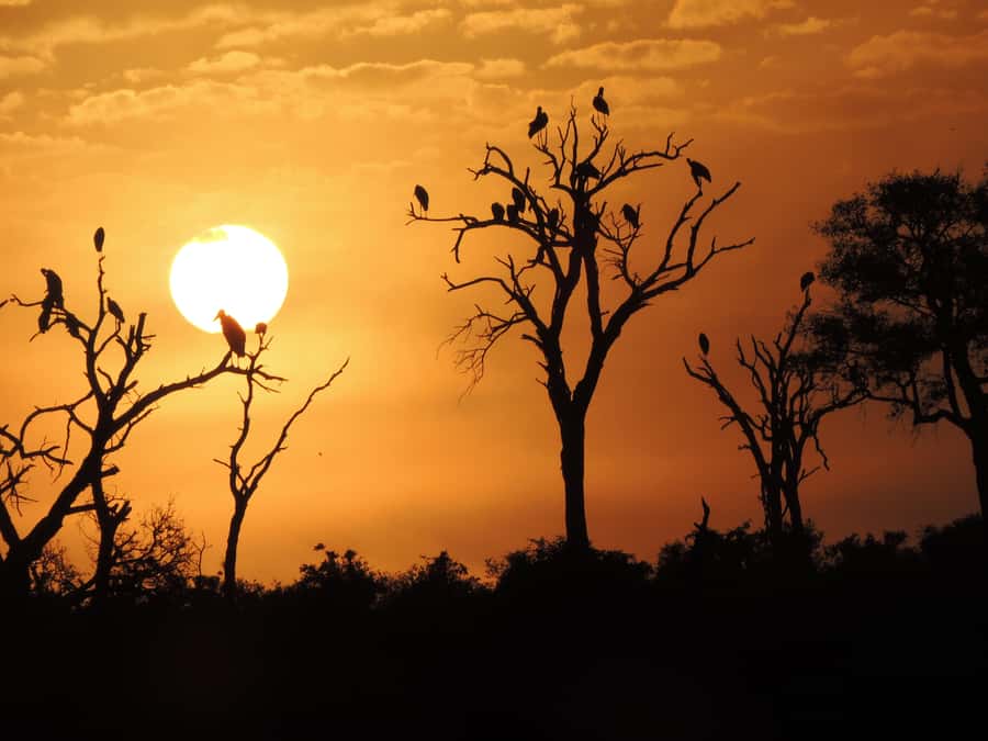 Kruger National Park: Wildlife-Watching Safari - What the afternoon option changes
