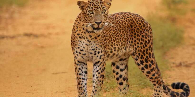 Kumana National Park Half day Jeep safari Morning/Afternoon - Key points to know before booking