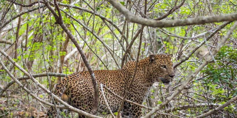 Kumana National Park Half day Jeep safari Morning/Afternoon - Why Kumana is worth a morning or afternoon