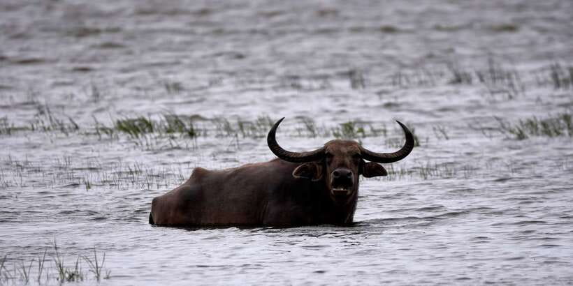 Kumana National Park Half day Jeep safari Morning/Afternoon - Four hours among Kumana’s wetlands and wildlife