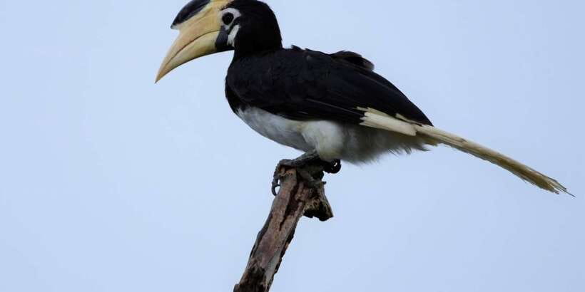 Kumana National Park Half day Jeep safari Morning/Afternoon - Bird watching at its best