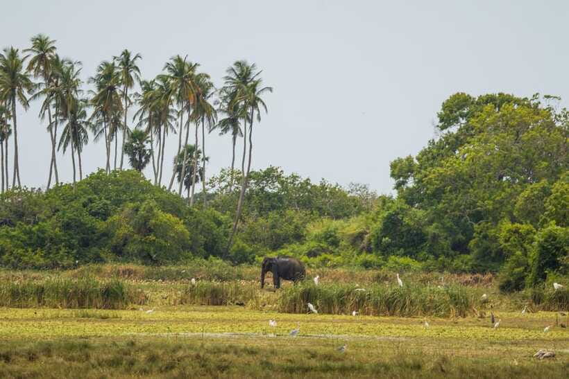 Kumana National Park Half day Jeep safari Morning/Afternoon - Reptiles, turtles, and smaller discoveries