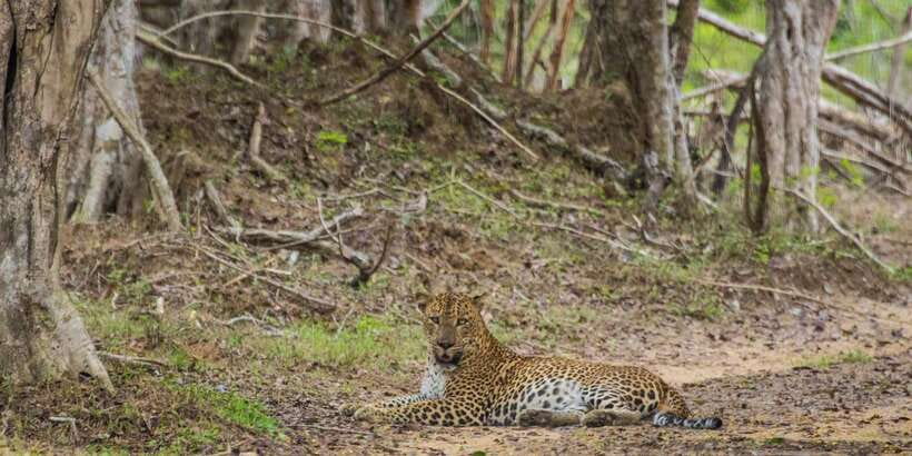 Kumana National Park Half day Jeep safari Morning/Afternoon - Morning or afternoon: which should you choose?