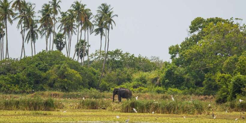Kumana National Park Half day Jeep safari Morning/Afternoon - The one-hour ride from Arugam Bay