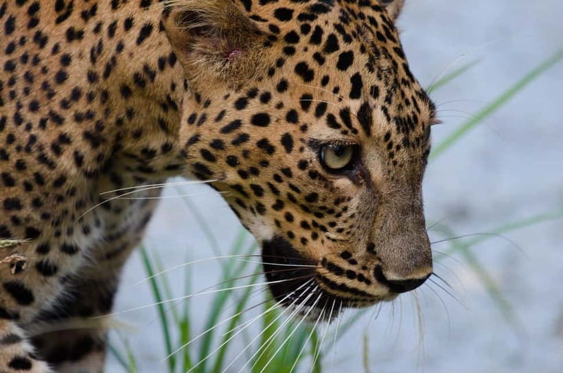 Kumana National Park Leopard Safari PRIVATE Tour - Why Kumana is different from a standard safari