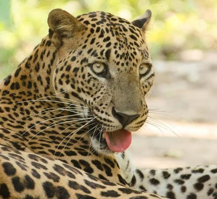 Kumana National Park Leopard Safari PRIVATE Tour - Kumana Villu and the park’s remarkable birdlife
