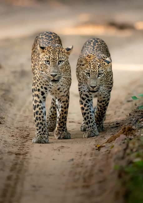 Kumana National Park Leopard Safari PRIVATE Tour - Leopards, elephants, bears, and crocodiles