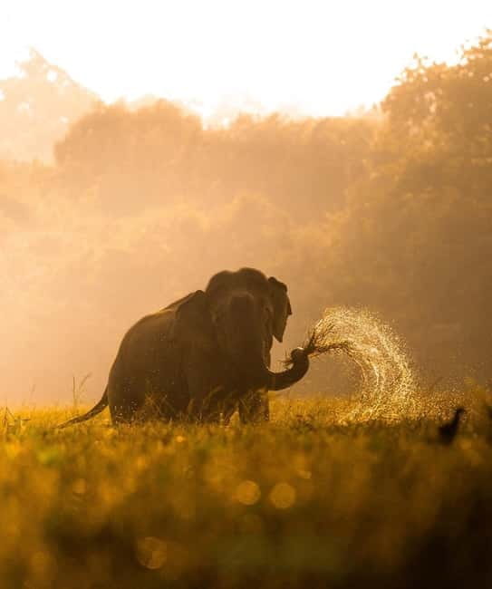 Kumana National Park Leopard Safari PRIVATE Tour - Comfort, safety, and who should skip it