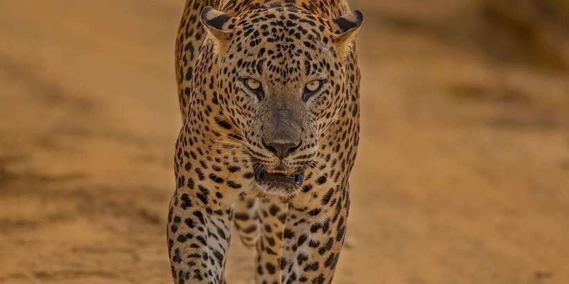 Kumana National Park : Morning or Afternoon Safari (6 h) - Key points to know before booking