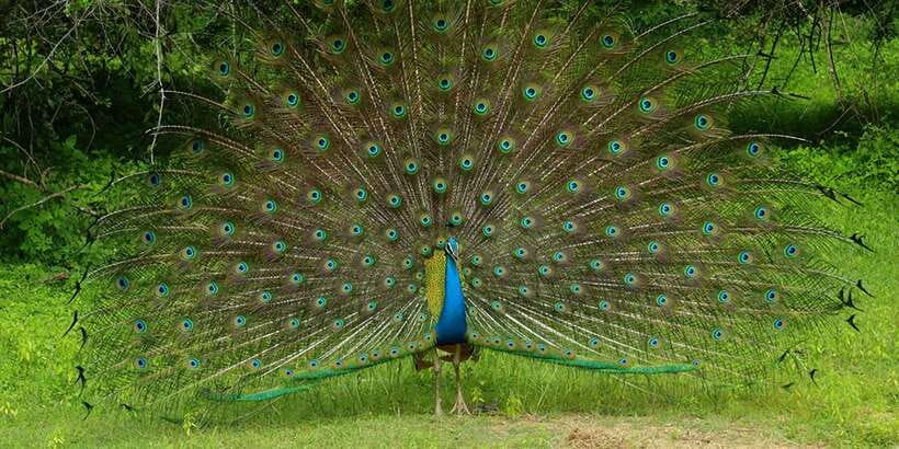 Kumana National Park : Morning or Afternoon Safari (6 h) - Booking flexibility and useful planning details