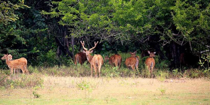 Kumana National Park : Morning or Afternoon Safari (6 h) - Photography from a comfortable 4x4 jeep
