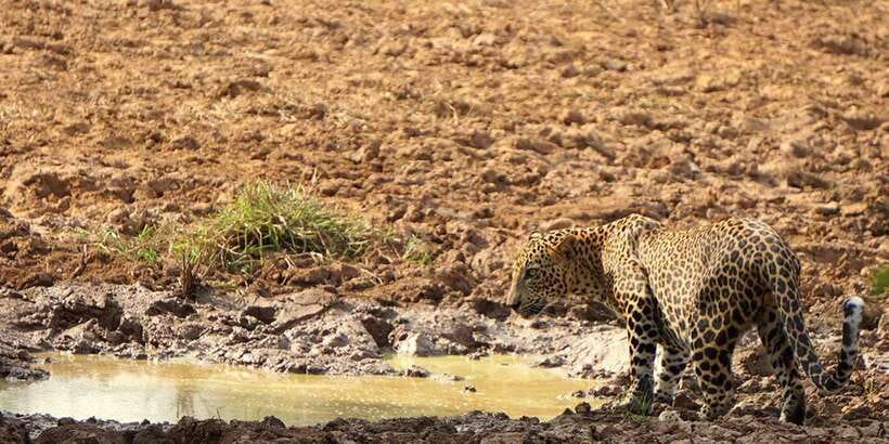 Kumana National Park : Morning or Afternoon Safari (6 h) - The one-hour ride from Arugam Bay, Pottuvil, or Panama