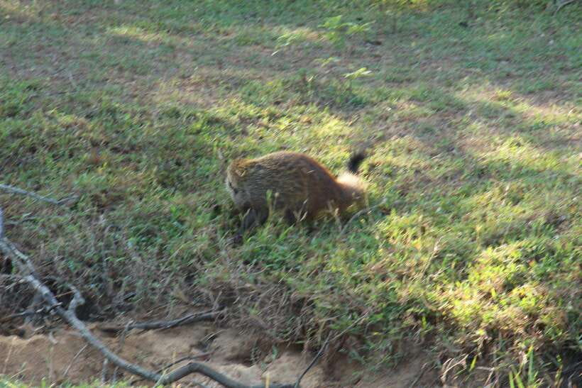 Kumana National Park : Morning or Afternoon Safari Tour - Why Kumana is worth your safari time