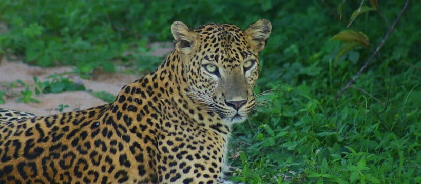 Kumana National Park : Morning or Afternoon Safari Tour - Kumana Villu and the best birdwatching chances