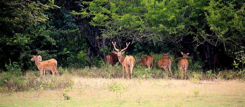 Kumana National Park : Morning or Afternoon Safari Tour - Who should book this Kumana safari